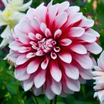 Dahlia-flower.jpg