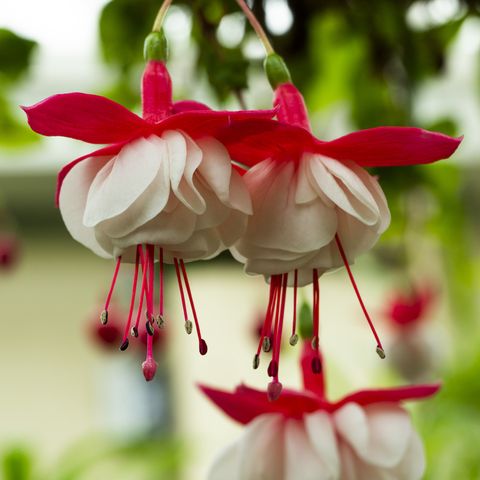 lovely fuchsias blooms and flowers in various colors showing off at fitzroy conservatory