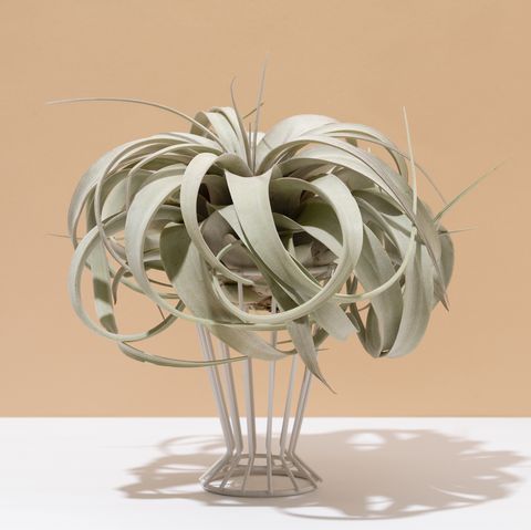 air plant on white and beige background