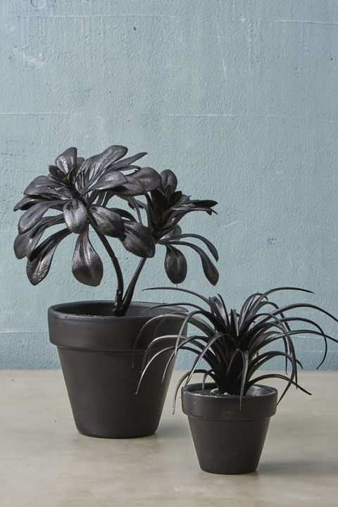 Fall Crafts Black Plants