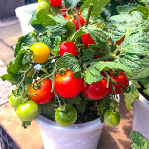 tomato plants bearing fruits yokohama june 21, 2019