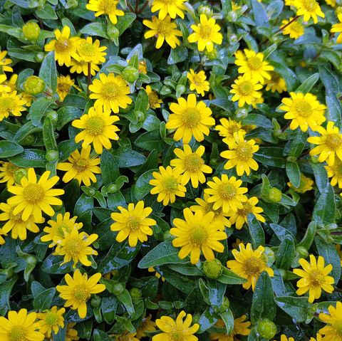 Sanvitalia procumbens, Sunvy Top Gold