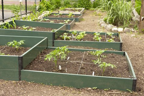 vegetable garden