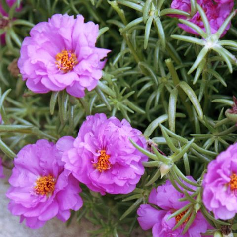 pink beauties (portulaca) growing between rocks