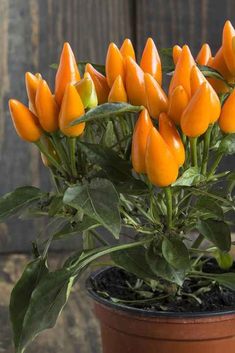 Ornamental Peppers