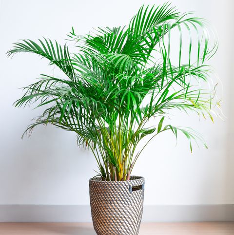 bright living room with houseplant on the floor in a wicker basket