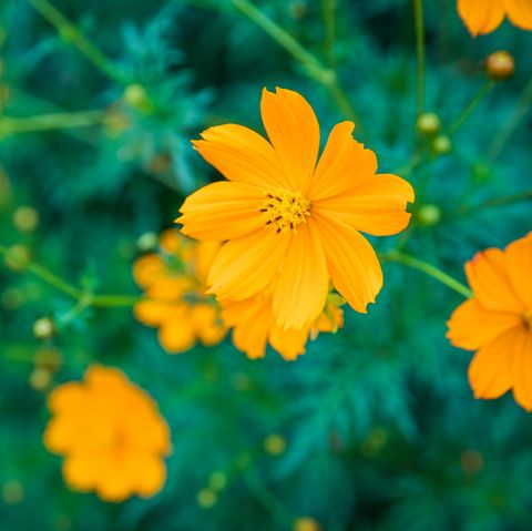 Sulfur Cosmos Flowers