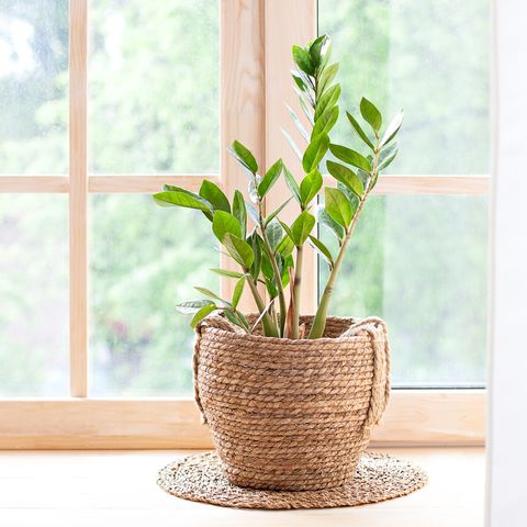 concept of home gardening zamioculcas in flowerpot on windowsill home plants on the windowsill  green home plants in a pot on windowsill at home hygge boho rustic scandinavian space for text