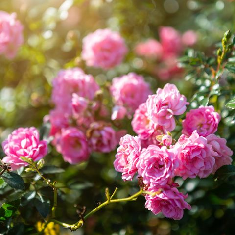 beautiful pink rose on the rose garden in summer in a garden