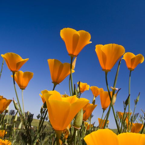 California Poppies