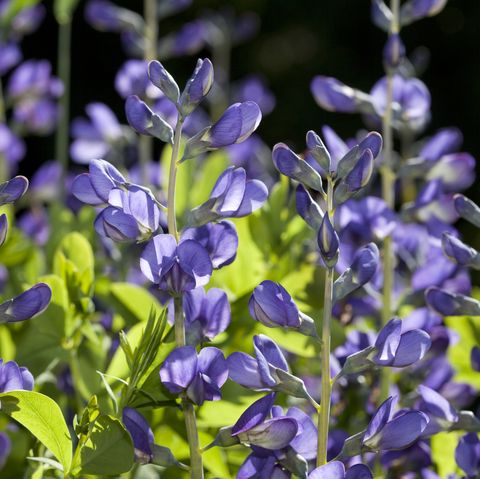 blue wild indigo babtisia australis