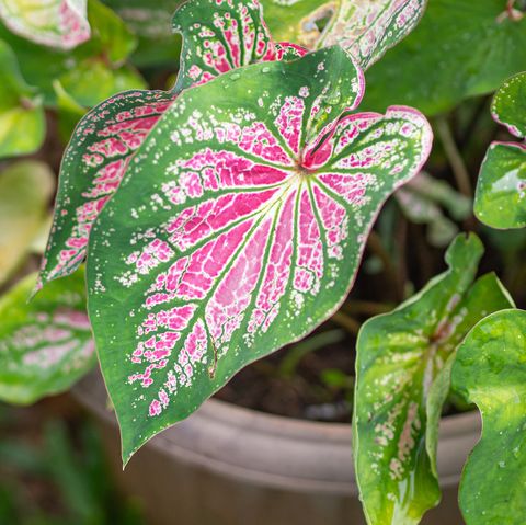 beautiful caladium bicolor aiton vent or queen of the leafy plants colorful of bon leaves