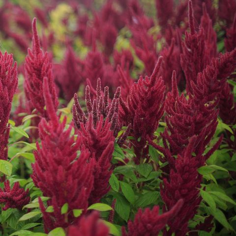 field of amaranth blooming red flowers